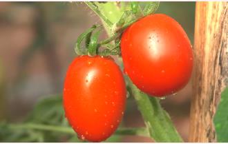 Hiệu quả từ cà chua ghép trên gốc cà tím ở Yên Bái