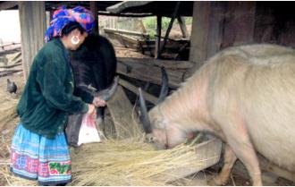 Yên Bái: Chủ động phòng chống rét cho đàn gia súc trong mùa đông