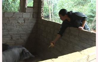 Hiệu quả từ mô hình nuôi lợn lai rừng ở Tân Đồng
