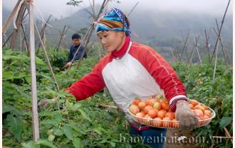 Hiệu quả kinh tế từ cây cà chua ở Sơn Thịnh 