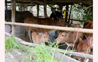 Trạm Tấu chủ động bảo vệ đàn gia súc trong mùa rét