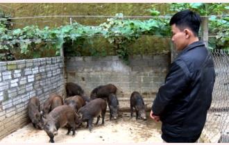 Phạm Trường Giang làm giàu nhờ nuôi lợn rừng