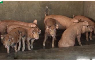 Đàn lợn tiêm vacxin tả lợn châu Phi sinh kháng thể cao