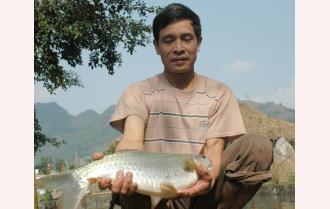 Hương vị cá Bỗng Lục Yên