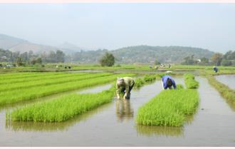 Yên Bái: gieo cấy trên 16.000 ha lúa xuân

