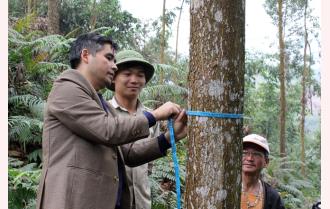 Yên Bái: Hiệu quả trồng rừng gỗ lớn
