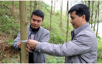 Yên Bái nâng cao chất lượng rừng trồng