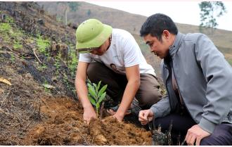 Yên Bái trồng trên 6.500 ha rừng vụ xuân