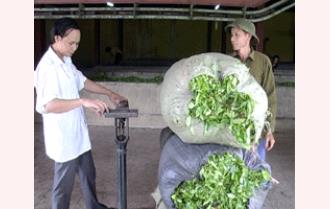 Công ty chè Việt Cường: Chưa đủ nguyên liệu cho sản xuất