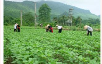 Cây đậu tương giúp người Khai Trung giảm nghèo