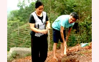 Yên Bái: Sôi động trồng rừng vụ xuân

