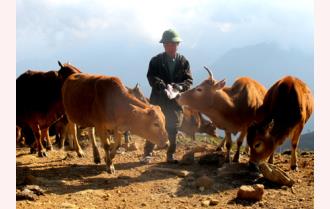 Hướng phát triển chăn nuôi đại gia súc ở Trạm Tấu