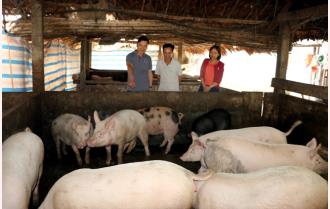 Văn Yên chủ động phòng chống dịch bệnh tả lợn châu Phi