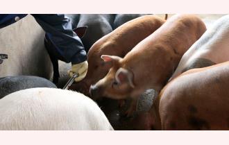 Hộ chăn nuôi Yên Bình: Chủ động tiêm phòng, không cho người ngoài vào khu chăn nuôi gia đình