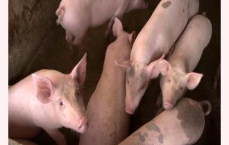 Lục Yên tập trung tổng lực ngăn dịch tả lợn châu Phi
