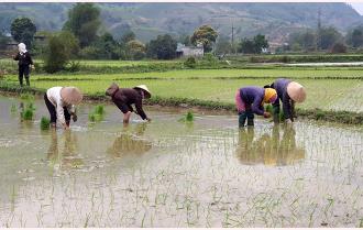 Văn Chấn gieo cấy được trên 2.400 ha lúa xuân