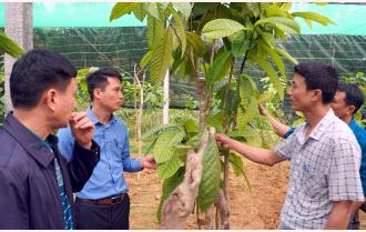 FFF hỗ trợ nông dân Yên Bái nâng cao giá trị rừng