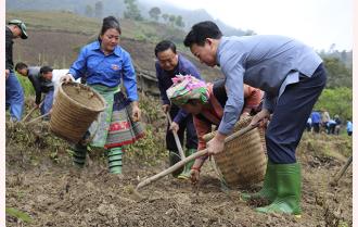Bí thư Tỉnh ủy Đỗ Đức Duy trồng cây khoai sọ cùng đồng bào Mông xã Bản Mù, huyện Trạm Tấu