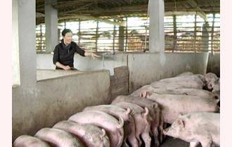 Những khó khăn trong chăn nuôi tập trung ở Yên Bái.