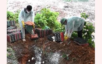 Thị xã Nghĩa Lộ tiêu hủy trên 7 nghìn quả trứng gia cầm không rõ nguồn gốc