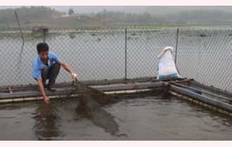 Vân Hội phát triển mạnh nghề nuôi cá lồng

