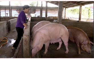 Lợn hơi tụt giá: Cần có giải pháp hỗ trợ người chăn nuôi