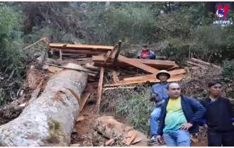 Yên Bái xử lý nghiêm các vi phạm về khai thác, bảo vệ rừng