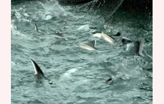 Yên Bái:
                    Triển vọng nghề nuôi cá tầm trên hồ Thác Bà
