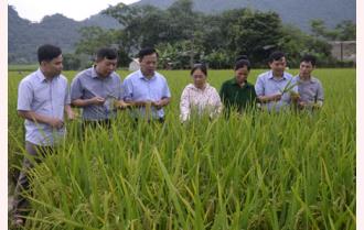 Thêm 2 giống lúa mới khảo nghiệm tại Lục Yên