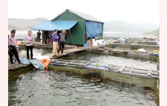 Phát triển chăn nuôi thủy sản ở Yên Bình