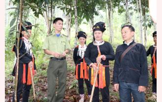 Văn Chấn chú trọng bảo vệ, phát triển rừng