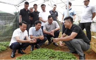 Bí thư Tỉnh ủy Đỗ Đức Duy thăm mô hình trồng thử nghiệm cây sâm tại huyện Mù Cang Chải