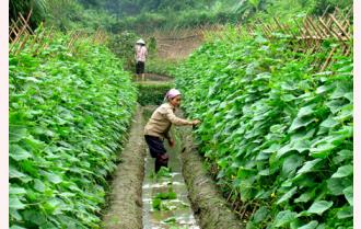 Thành phố Yên Bái: Những bất cập trong sản xuất rau an toàn