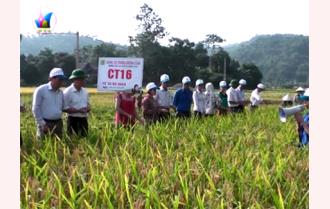 Lục Yên: Đánh giá hiệu quả 4 giống lúa mới