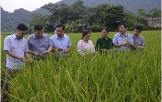 Nhiều giống lúa mới đưa vào sản xuất vụ mùa
