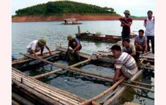 Hiệu quả từ việc nuôi cá quây lưới trên hồ Thác Bà