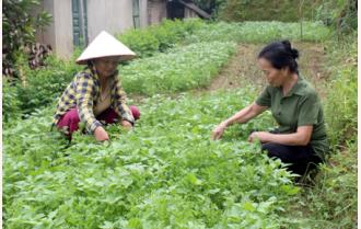 Phụ nữ Văn Yên với mô hình trồng rau sạch tại gia đình 
