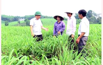 Hiệu quả từ mô hình liên kết trồng sả ở Văn Yên