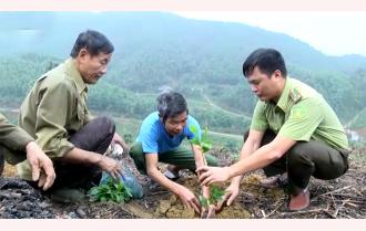 Yên Bình về đích chỉ tiêu trồng rừng năm 2019