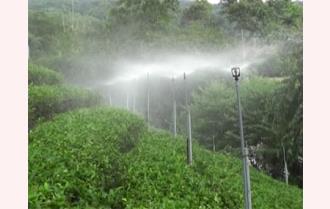 Trấn Yên: Ứng dụng hệ thống tưới phun mưa cố định cho chè Bát Tiên