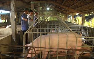 Nông dân Lục Yên thận trọng tái đàn khi giá lợn hơi tăng