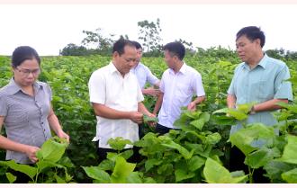 Phó Chủ tịch HĐND tỉnh Triệu Tiến Thịnh khảo sát chính sách hỗ trợ sản xuất nông, lâm nghiệp tại huyện Trấn Yên

