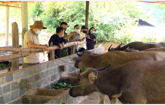 Trạm Tấu mở hướng phát triển chăn nuôi gia súc