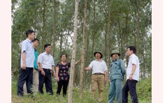 Yên Bái phát triển mạnh kinh tế rừng