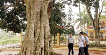 Đoàn Đại biểu Quốc hội tỉnh thăm cây vải Đình Trung thuộc Di tích lịch sử cấp quốc gia Chiến khu Vần, xã Việt Hồng.
