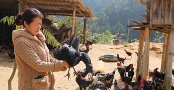 Mô hình nuôi gà đen thương phẩm được hỗ trợ theo Nghị quyết 69 của HĐND tỉnh tại xã Hát Lừu, huyện Trạm Tấu.