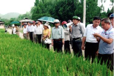 Hội viên phụ nữ Nghĩa Lộ tập huấn chuyển giao KHKT nông nghiêp.
(Ảnh: Minh Tuấn)