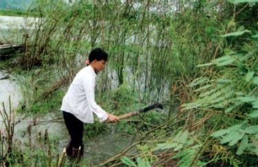 Chị nông Thị Liên ở thôn Vĩnh An, chống lại sự phát triển ồ ạt của cây mai dương bằng con dao phát và sức người nhỏ bé.