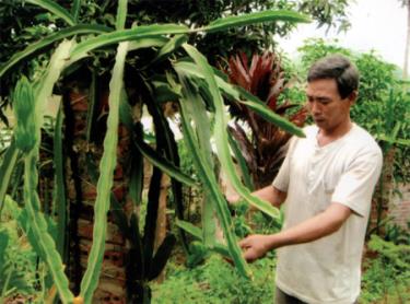 Ông Chu Đình hà chăm sóc vườn thanh long.
