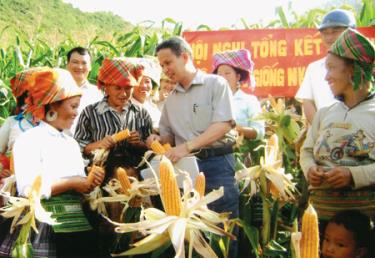 Tổng kết mô hình thâm canh ngô ở Trạm Tấu cho thấy thu nhập từ ngô cao gấp gần 6 lần trồng lúa nương.